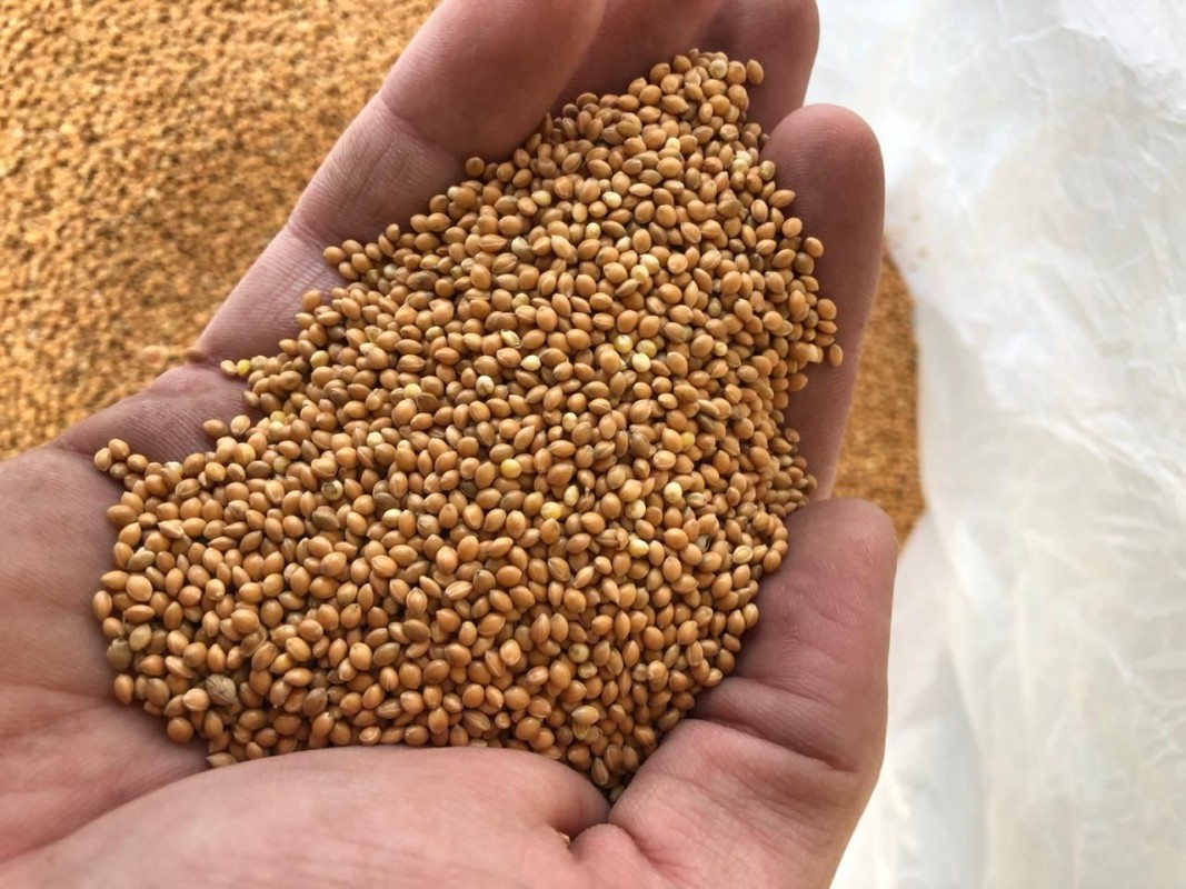 Yellow Millet from Russia